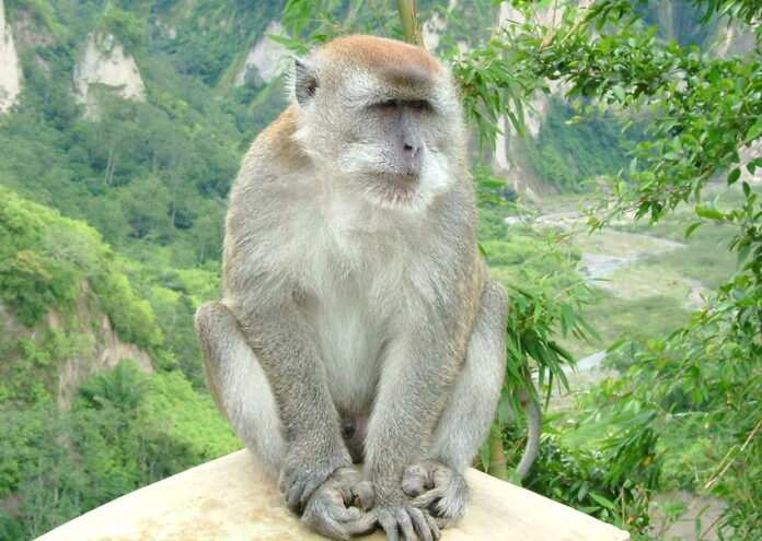 Световната здравна организация СЗО обяви настоящото положение с маймунската шарка