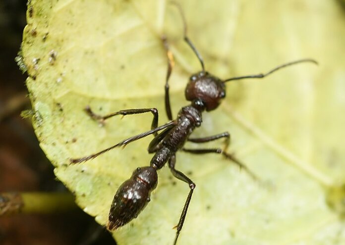 Paraponera clavata – понякога наричана 24-часовата мравка, мравка конга или