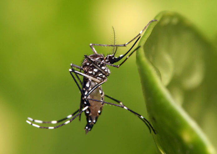 Постоянното бръмчене на комара е изключително досадно но по важното –