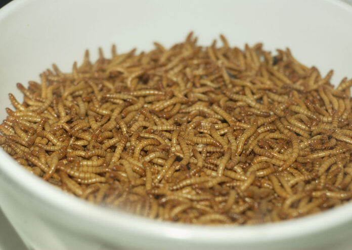Брашнените червеи могат да добавят месен вкус към ястията установиха