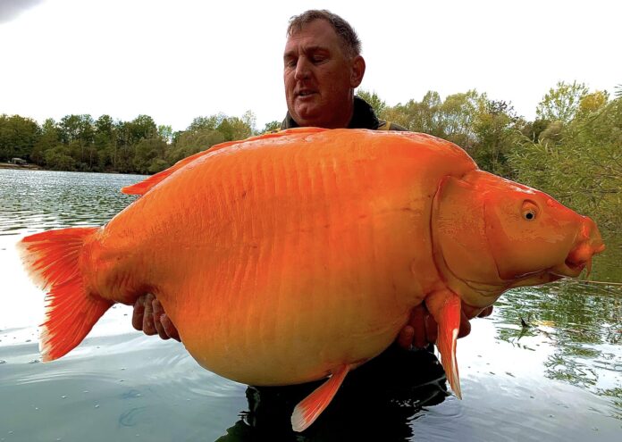 Рекордно голяма златна рибка бе уловена в Шампан, Франция. Там