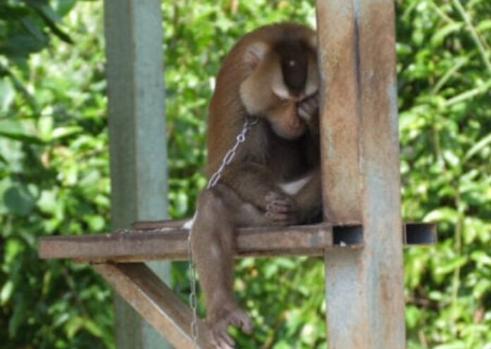 Редица хранителни компании ползват услугите“ на маймуни макаци в плен