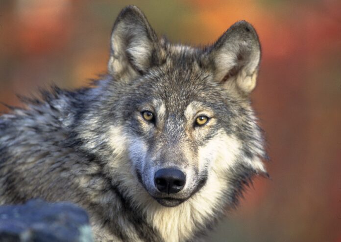 Глутниците вълци всъщност нямат алфа мъжки и женски Изследователят който
