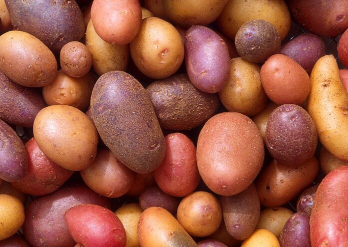 През цялата 2016 г Андрю Тейлър яде само картофи Има