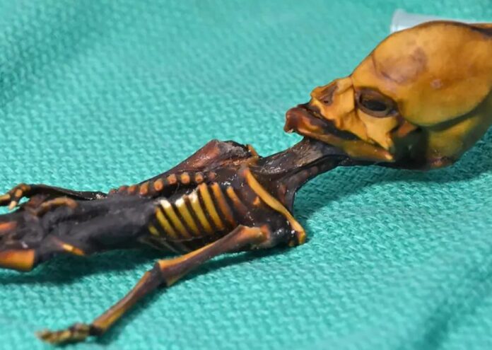 Скелетът от Атакама продължава да възбужда спорове и объркване и