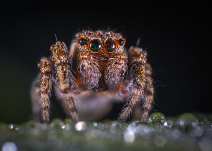 Учените които изучават паяците са оптимистична група хора Ние цивилните