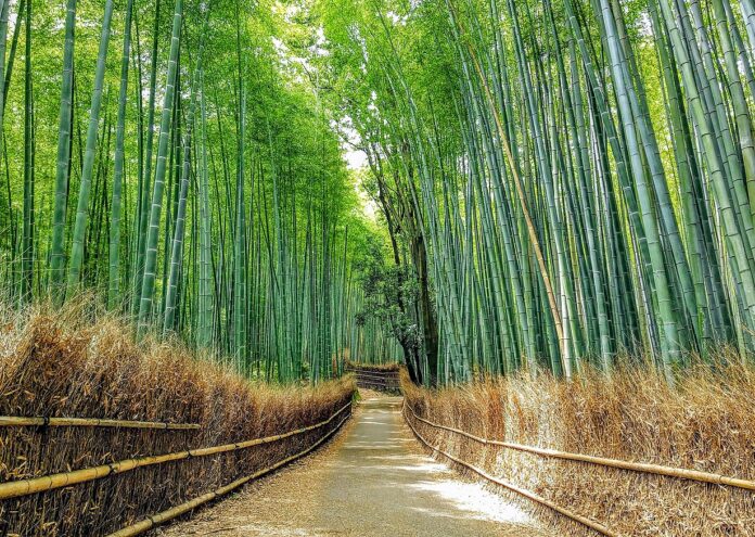 Бамбукът има повече от 1600 разновидности и е едно от