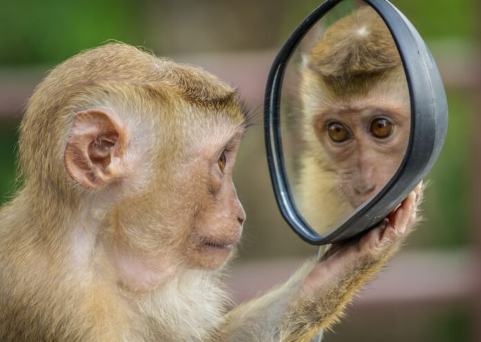 Ново проучване показва че когато на четири вида маймуни се