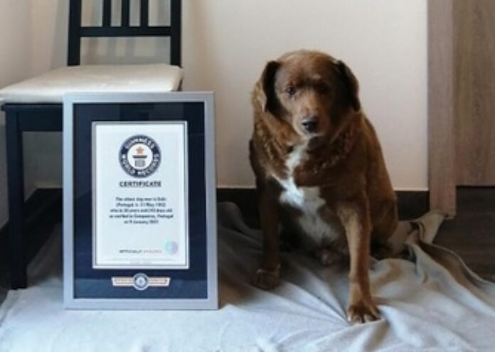 Боби, най-възрастното куче в света, почина на преклонната възраст от