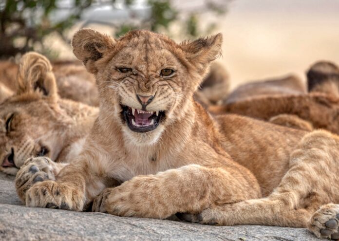 Човешките гласове плашат дивите животни в националния парк Крюгер в