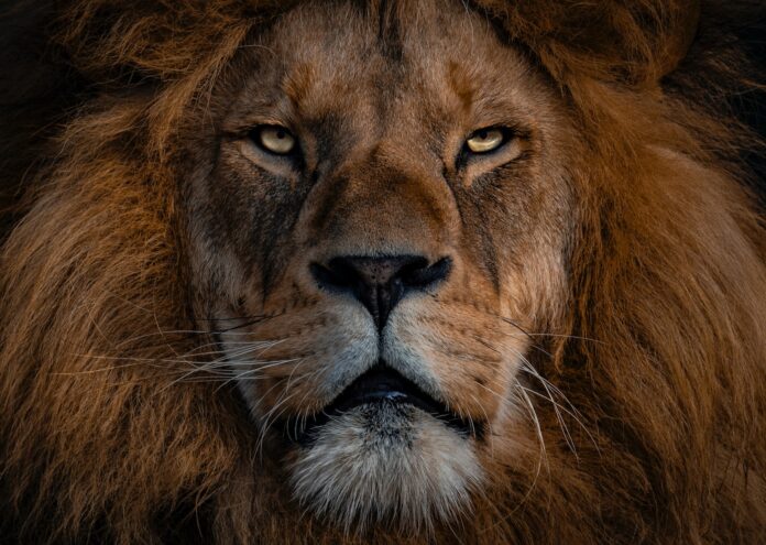 Ревът на лъва е един от най емблематичните звуци в света