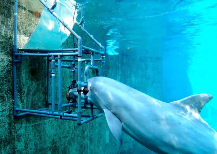 Първото изследване на чувствителността на бутилконосите делфини към електрическите полета