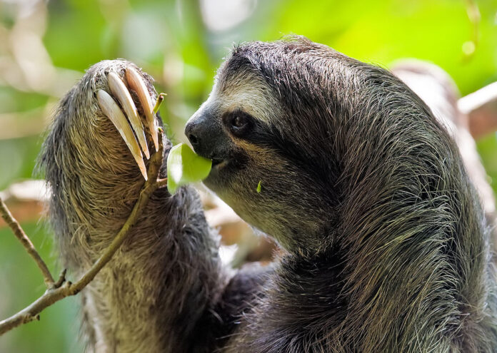 Ленивците са известни с това че не бързат Те ядат
