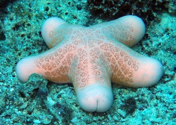 Морската звезда Choriaster granulatus е известна със своите подобни на