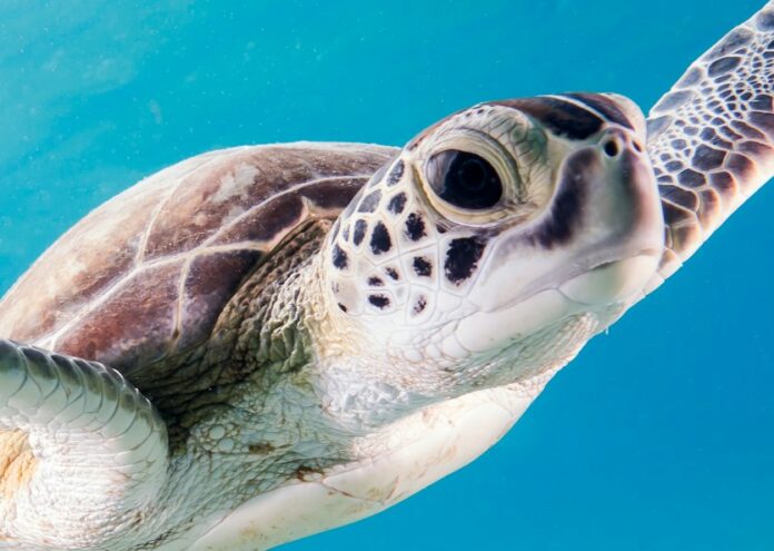 Морските костенурки обитават водите по целия свят с изключение на