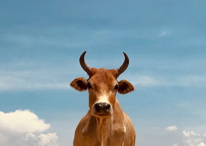 Бразилски учени създадоха крава която произвежда човешки инсулин в млякото