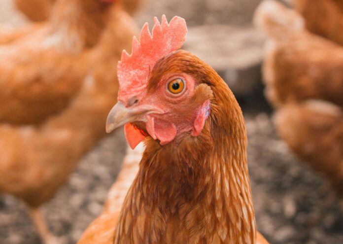 Пилетата са може би най универсалните животни в света Независимо