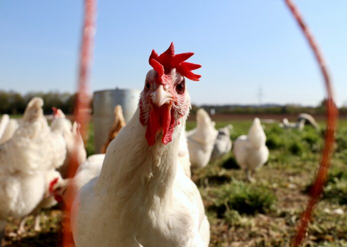Суровото пиле е много добър приятел на Campylobacter и Salmonella