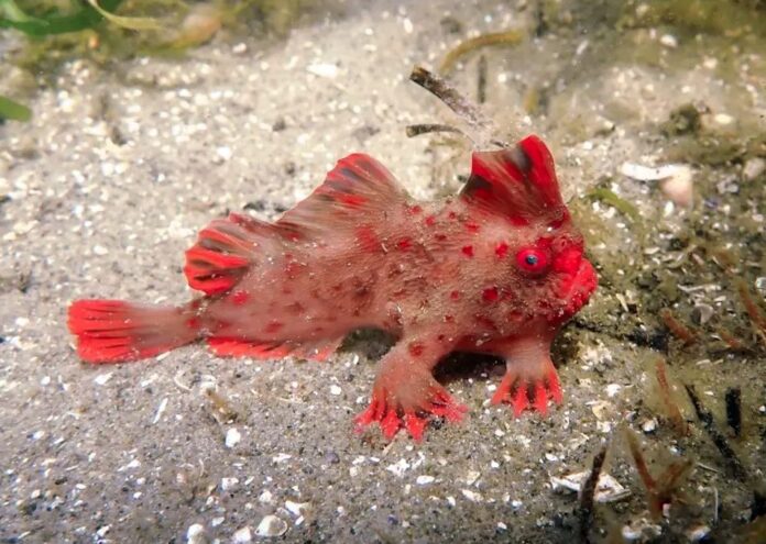 Червената риба Thymichthys politus е позната само от две малки