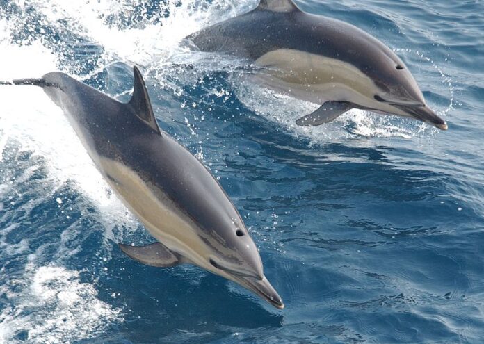Кайли – делфин от Шотландия – бе видяна да разговаря