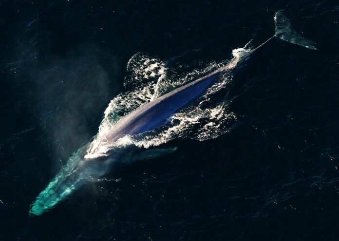 Сините китове обикновено са доста самотни същества Въпреки това в