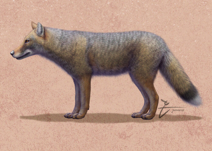 Древните ловци събирачи в Южна Америка може би са отглеждали лисици