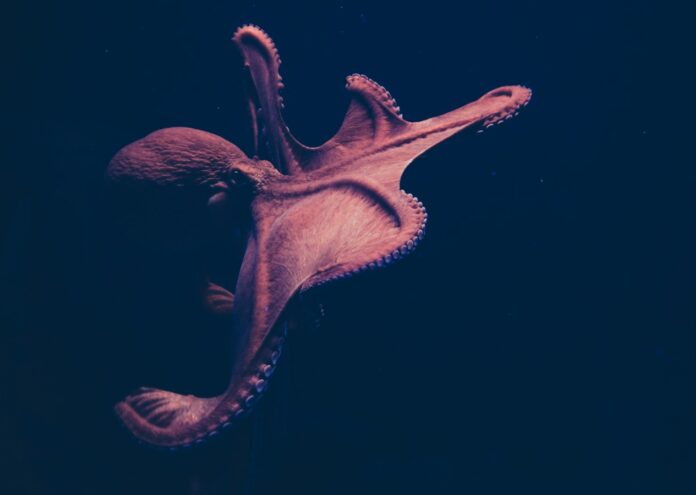 Въпросът как да определим възрастта на октопода е на преден