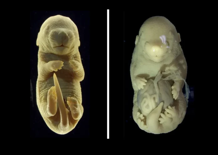 Учени създадоха ембрион на мишка с шест крака като допълнителните