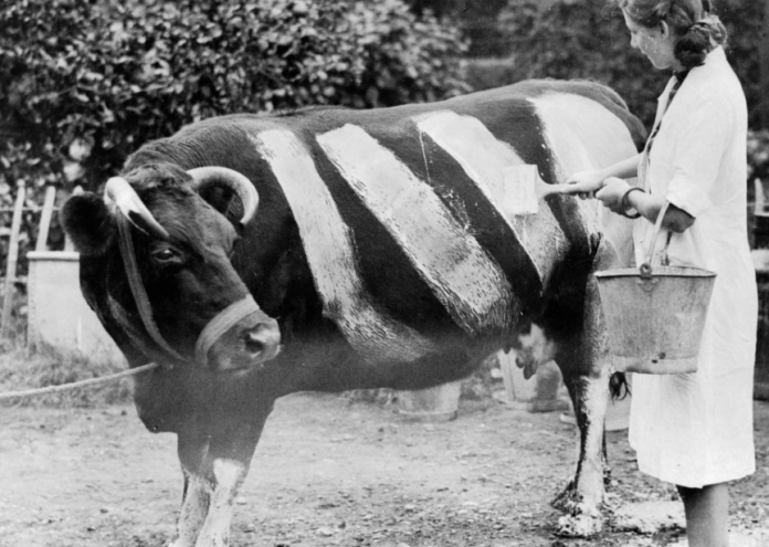 По време на блицкрига през Втората световна война британските фермери