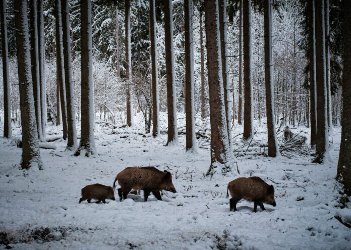 Дивите прасета от Чернобил са в центъра на дългогодишна научна