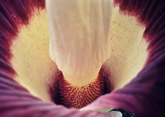 Екземпляр титаничен аморфофалус (Amorphophallus titanum) още известен като трупно цвете