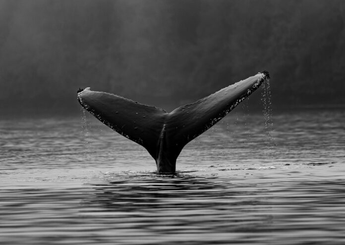 Япония иска да съживи загиващата си китоловна индустрия като за