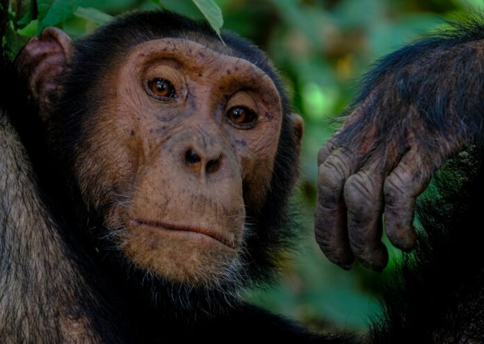 Въпреки че шимпанзетата и хората споделят подозрителните 98 8 от