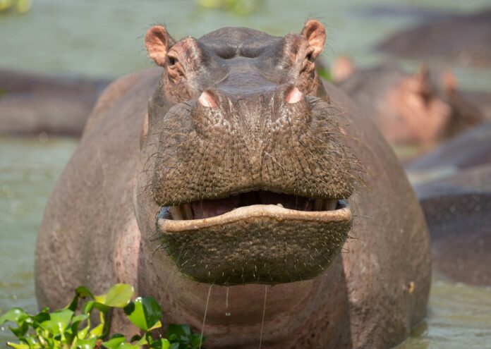 Нови изследвания откриха че огромните тела на хипопотамите се издигат