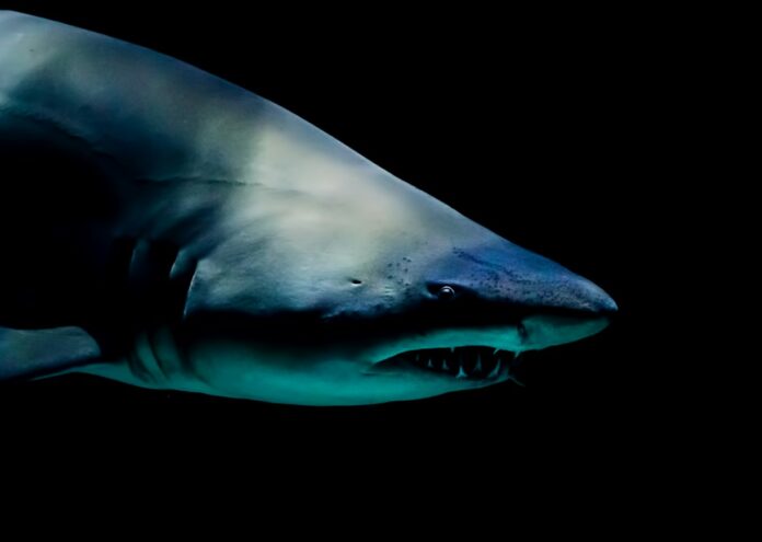 Екип от учени е открил следи от кокаин в акули